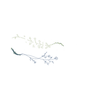 Rawdahti